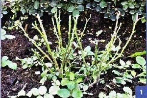 Все ли розы укрывать нужно? 02