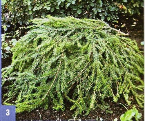 Все ли розы укрывать нужно? 04