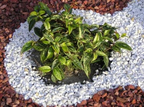 Гравийный сад. Очень простой и недорогой вариант альпийской Горки. 02