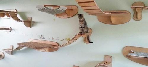 Заботливые хозяева делают все, чтобы порадовать своих питомцев. 02