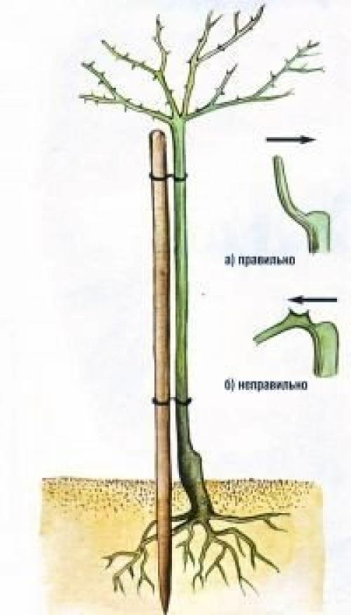 Все ли розы укрывать нужно? 05