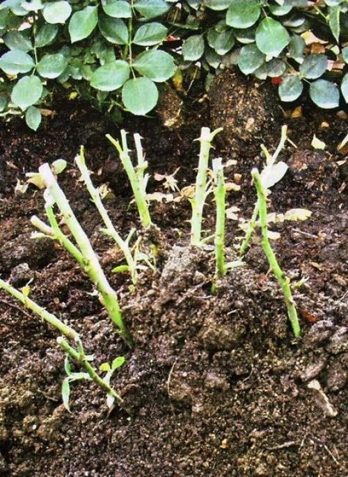 Все ли розы укрывать нужно? 03