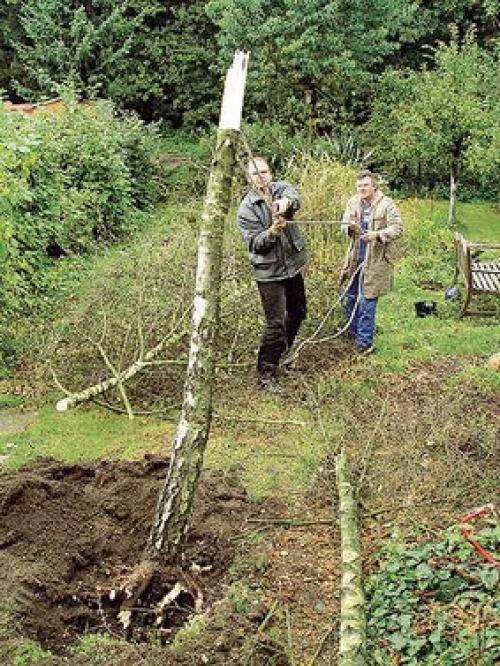 Как спилить дерево пошаговая инструкция. 07