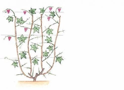 Выращивание винограда на БЕСЕДКЕ. 01 Выращивание винограда на БЕСЕДКЕ. 01