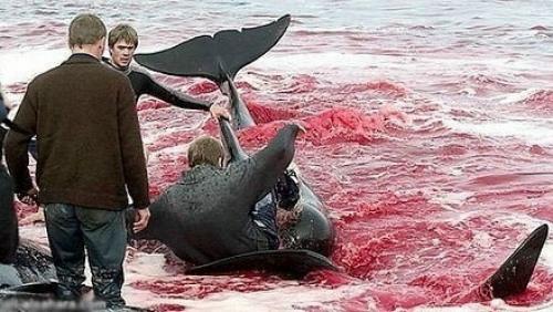 Позор европы.  Стыд и позор дании! 02