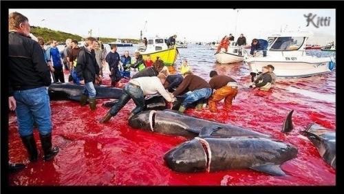 Позор европы.  Стыд и позор дании! 03