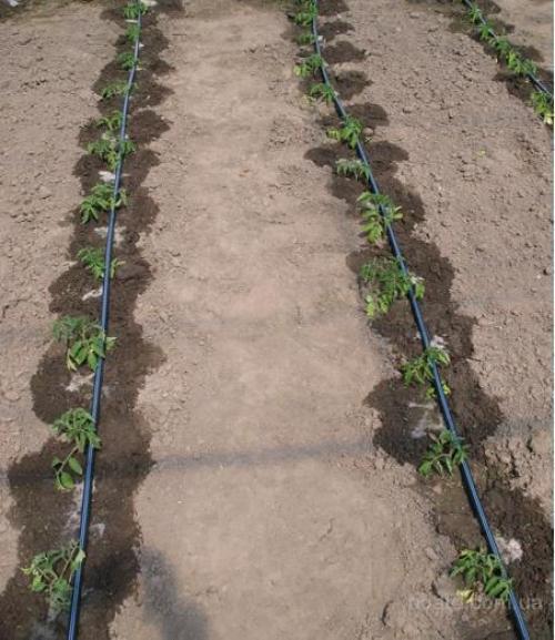 Как сделать простейший капельный полив из бочки? 05 Как сделать простейший капельный полив из бочки? 05