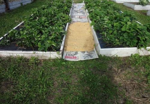 Как сделать чтобы в проходах между грядками трава не росла. 02