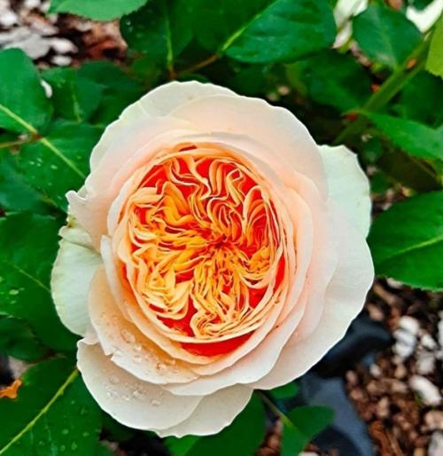 Нашеи даче чуть более 40 лет, последние 20 лет она находилась в заброшенном состоянии. 08