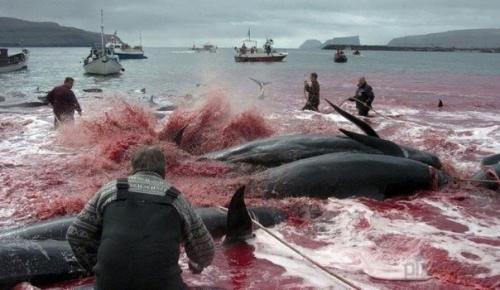 Позор европы.  Стыд и позор дании! 01