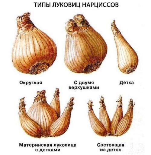 Нарциссы: мы раскрываем секреты обильного цветения. 02