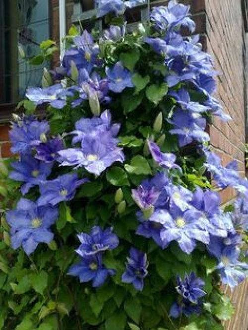 Как подобрать Ключи к клематису. 06