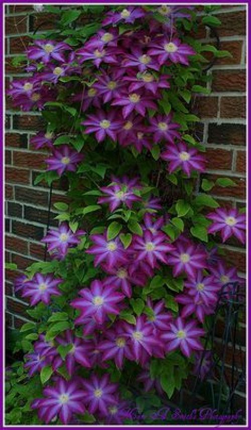 Как подобрать Ключи к клематису. 01