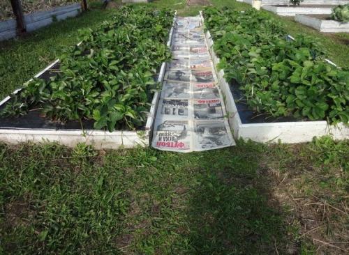 Как сделать чтобы в проходах между грядками трава не росла. 01