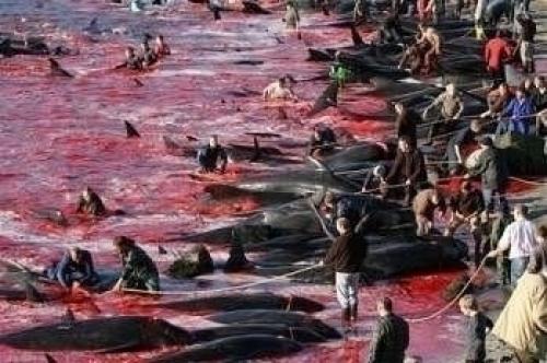 Позор европы. 
Стыд и позор дании!  