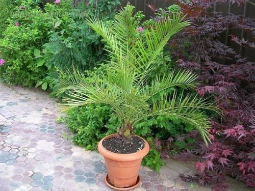 Как вырастить финиковую пальму из семечки? 05