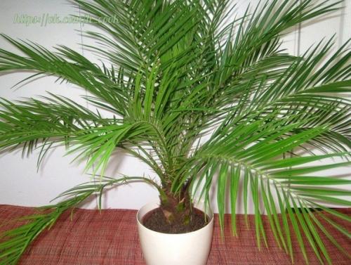 Как вырастить финиковую пальму из семечки? 02