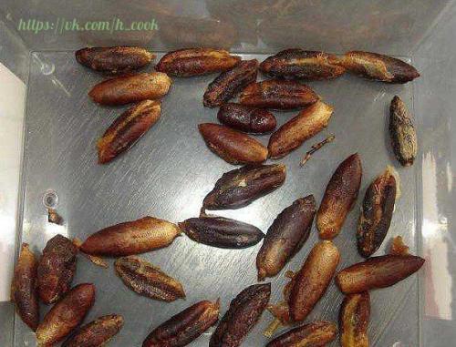 Как вырастить финиковую пальму из семечки? 01