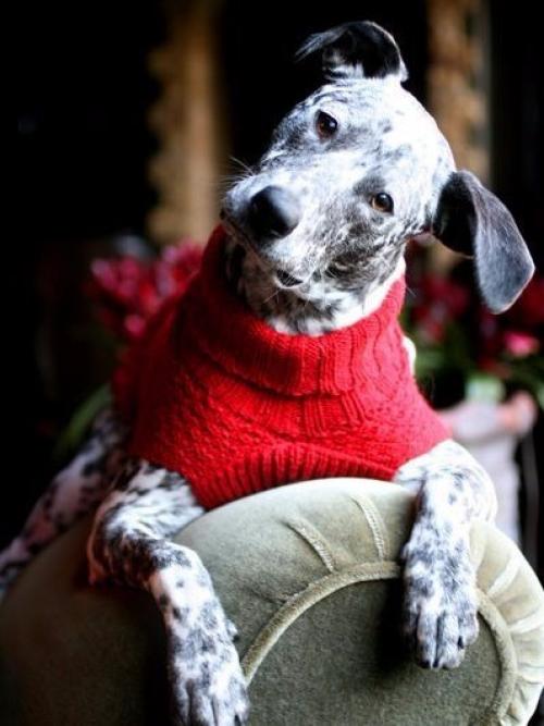 Заваривайте чай , внимание, только с правильной заваркой: со счастьем, удачей, приключениями. 05