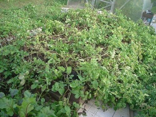 Выращивание картофеля на малых площадях. 01