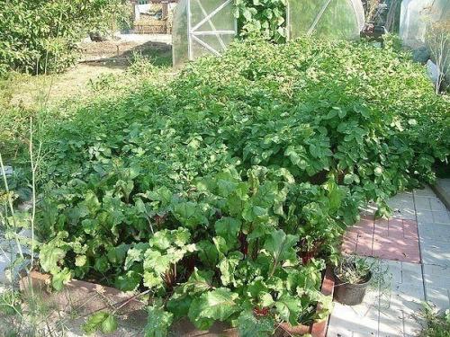 Выращивание картофеля на малых площадях. 02