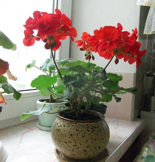 Герань на окошке …. 01