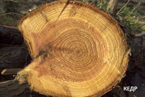 Свойства деревянной мебели (характеристика пород дерева). 04