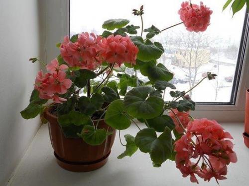 Герань на окошке …. 04