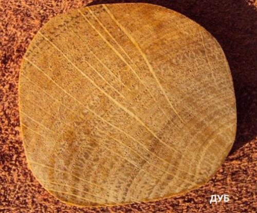 Свойства деревянной мебели (характеристика пород дерева). 02