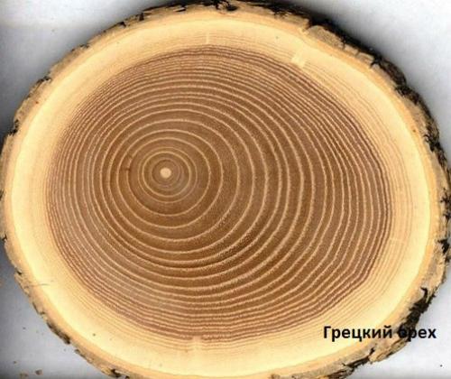 Свойства деревянной мебели (характеристика пород дерева). 01