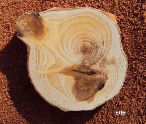 Свойства деревянной мебели (характеристика пород дерева). 03