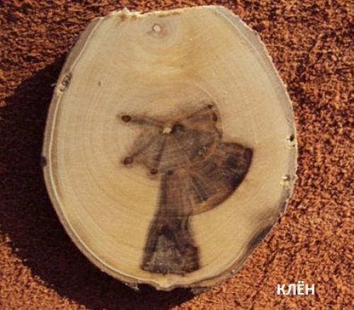 Свойства деревянной мебели (характеристика пород дерева). 05