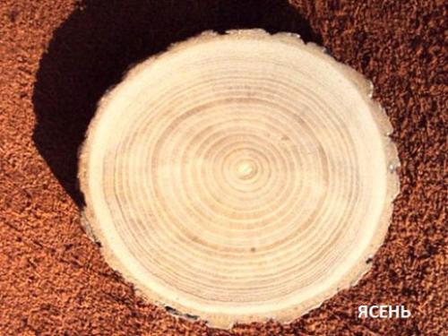 Свойства деревянной мебели (характеристика пород дерева). 08