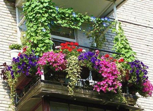 Цветущий балкон.   Превращённый в райский сад балкон - источник радости не только хозяев, но и всех, кто проходит по улице и видит это чудо. 04 Цветущий балкон.   Превращённый в райский сад балкон - источник радости не только хозяев, но и всех, кто проходит по улице и видит это чудо. 04
