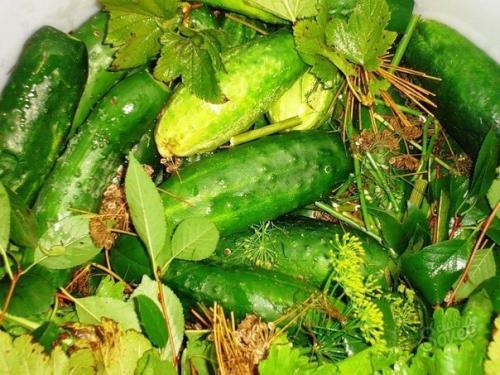 Как засолить огурцы в бочке. 02