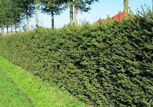 Живая изгородь своими руками. 05 Живая изгородь своими руками. 05
