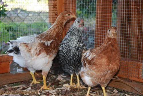 Курятник своими руками (дополнительные фото к посту ниже. 05