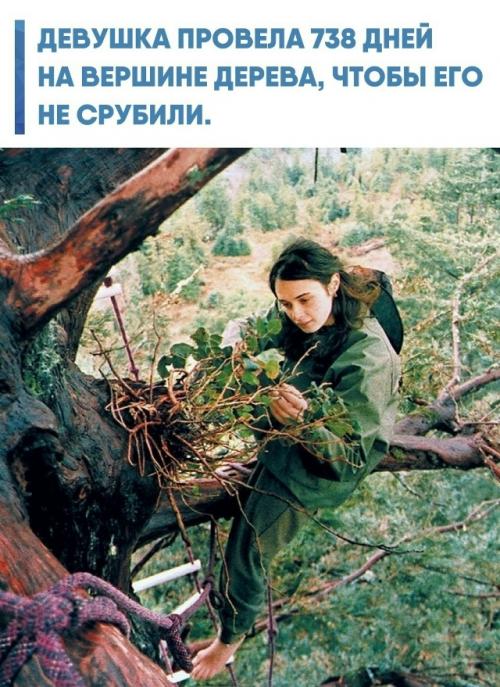 В декабре 1997 года Джулия хилл взобралась на древнюю секвойю в Калифорнии, высота которой составляла примерно 55 метров, и дала ей имя луна.  