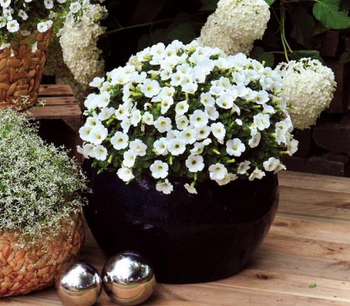 Пора петунью прищипывать? 01 Пора петунью прищипывать? 01