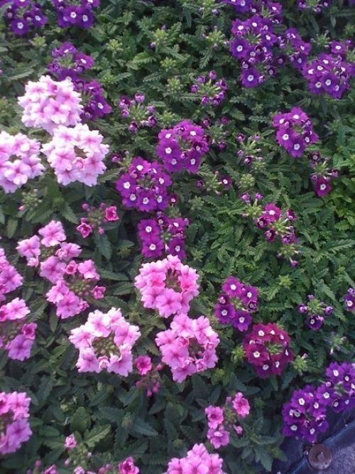 Вербена.  У вас на садовом участке растет вербена? 02