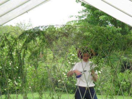 Конструирование из растущей ивы. 05 Конструирование из растущей ивы. 05