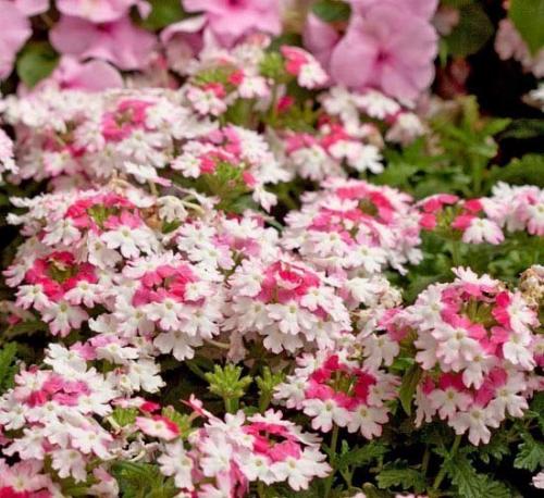 Вербена.  У вас на садовом участке растет вербена? 03