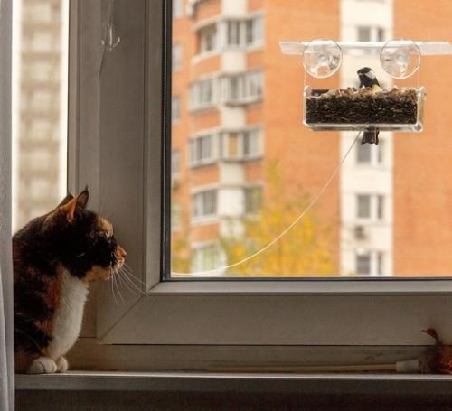 Специально ходите в парк, чтобы покормить птиц? 04