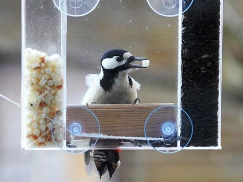 Специально ходите в парк, чтобы покормить птиц? 02