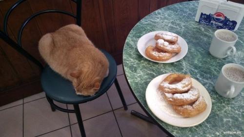 Места где можно не только перекусить и отдохнуть, но и пообщаться с животными. 01