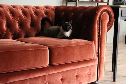 Как выбрать обивку мягкой мебели, чтобы надолго защитить ее от когтей домашних животных? 03