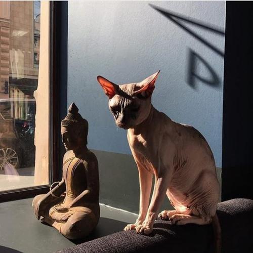 Места где можно не только перекусить и отдохнуть, но и пообщаться с животными. 03