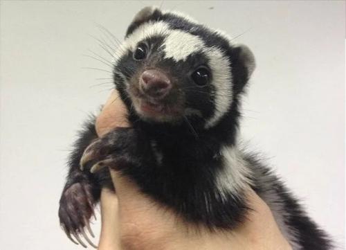 Зорилла: это не скунс, но по своим качествам даже более опасна. 03