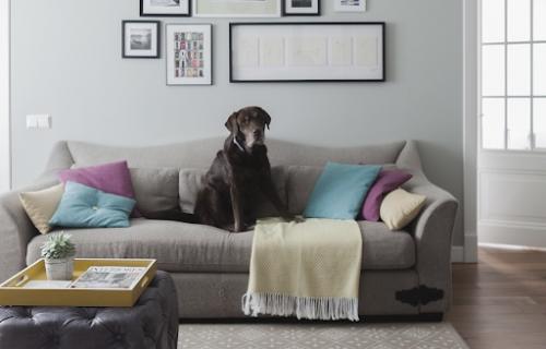 Как выбрать обивку мягкой мебели, чтобы надолго защитить ее от когтей домашних животных? 02