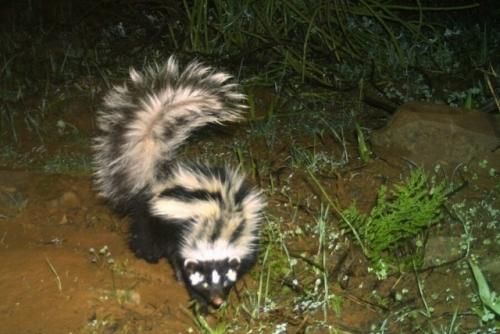 Зорилла: это не скунс, но по своим качествам даже более опасна. 02